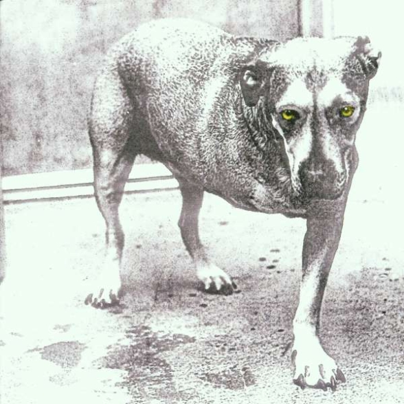 ALICE IN CHAINS - ALICE IN CHAINS 1CD